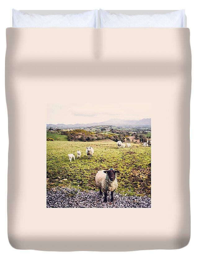Sheep Duvet Cover featuring the photograph Inquisitive. It's Been A Fun Few Days by Aleck Cartwright