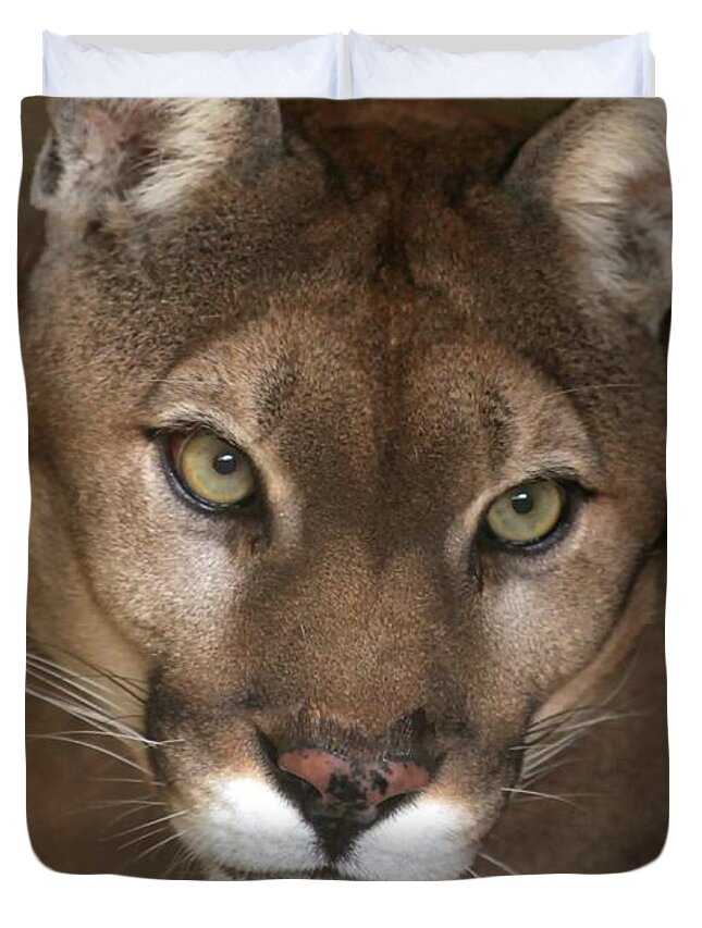 Cougar Duvet Cover featuring the photograph Intense Cougar by Sabrina L Ryan