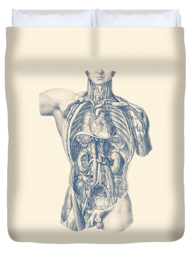 Circulatory System Duvet Cover featuring the drawing Interior Venous and Circulatory Systems - Vintage Anatomy by Vintage Anatomy Prints