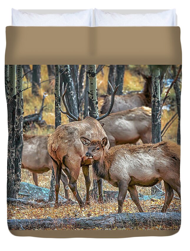 Elk Duvet Cover featuring the photograph Into the Aspen Grove by Susan Rissi Tregoning