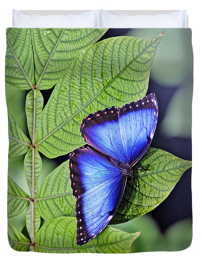 Darin Volpe Animals Duvet Cover featuring the photograph Iridescence - Blue Morpho Butterfly at California Academy of Sciences, San Francisco by Darin Volpe