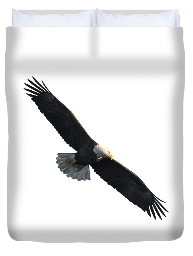 American Bald Eagle Duvet Cover featuring the photograph Isolated American Bald Eagle 2016-5 by Thomas Young