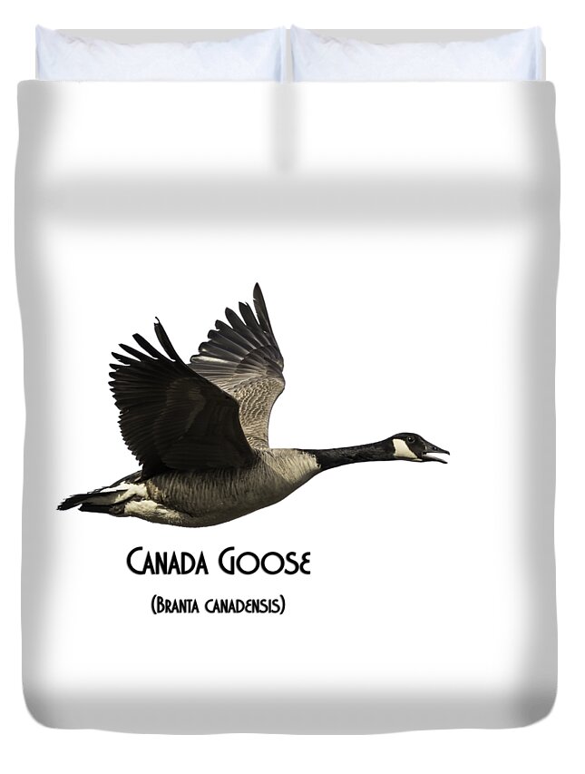 Canada Goose Duvet Cover featuring the photograph Isolated Canada Goose 2015-1 by Thomas Young