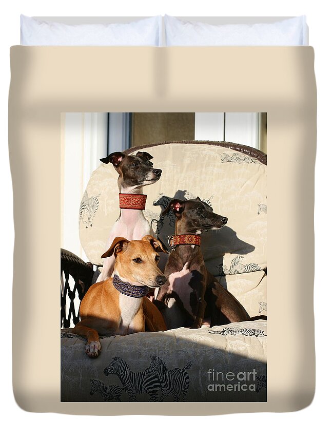 Editorial Duvet Cover featuring the photograph Italian Greyhounds by Angela Rath
