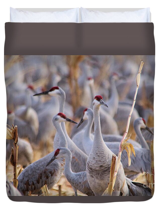 Sandhill Cranes Duvet Cover featuring the photograph It's a sandhill crane thing by Jeff Swan
