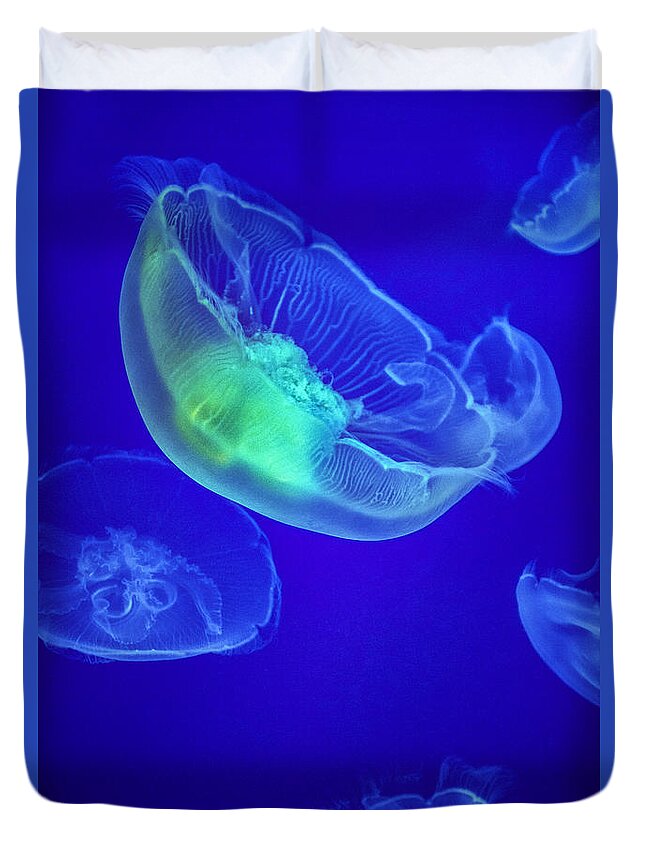 Jellyfish Or Jellies Are The Major Non-polyp Form Of Individuals Of The Phylum Cnidaria. Free-swimming Marine Animals Consisting Of A Gelatinous Umbrella-shaped Bell And Trailing Tentacles. Duvet Cover featuring the photograph Jellyfish 3 by David Zanzinger