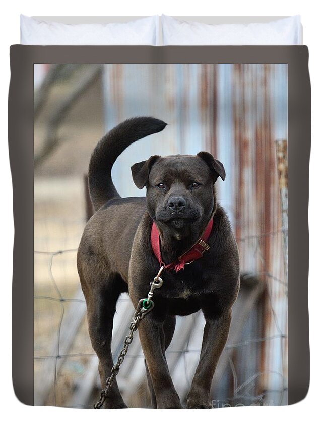 Dog Canine Animal Junk Yard Junkyard Duvet Cover featuring the photograph Junkyard Dog 5265 by Ken DePue