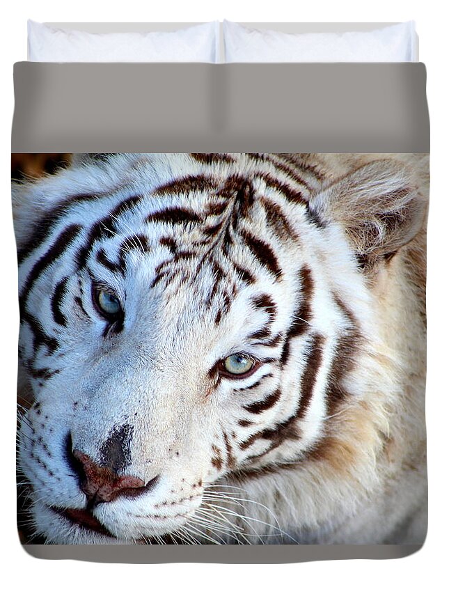 Tiger Duvet Cover featuring the photograph Just Call Me Gorgeous by Fiona Kennard