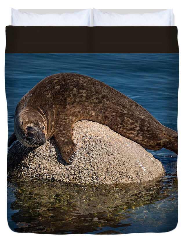 Harbor Seal Duvet Cover featuring the photograph Just Getting A Tan. Man by Derek Dean