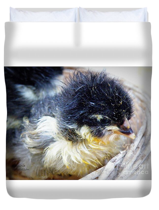 Chicken Duvet Cover featuring the photograph Just Hatched by Lainie Wrightson