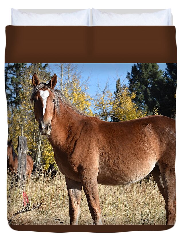 Animal Duvet Cover featuring the photograph Horse CR 511 Divide CO by Margarethe Binkley