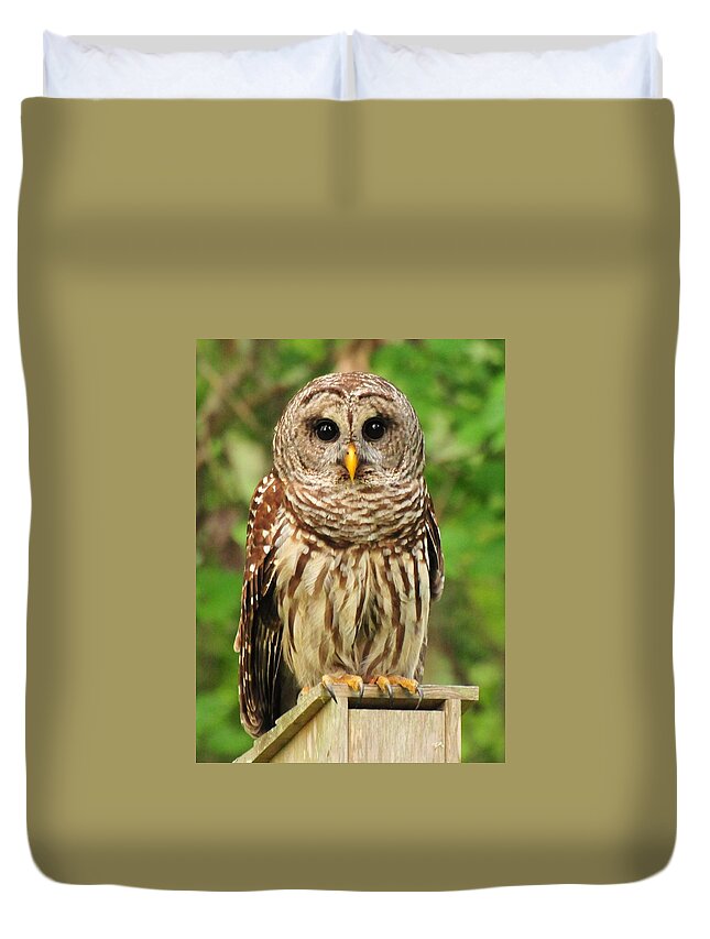 Juvenile Barred Owl Duvet Cover featuring the photograph Juvenile Barred Owl by Jack Cushman