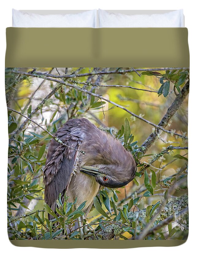 Herons Duvet Cover featuring the photograph Juvenile Black Crowned Night Heron Preening by DB Hayes