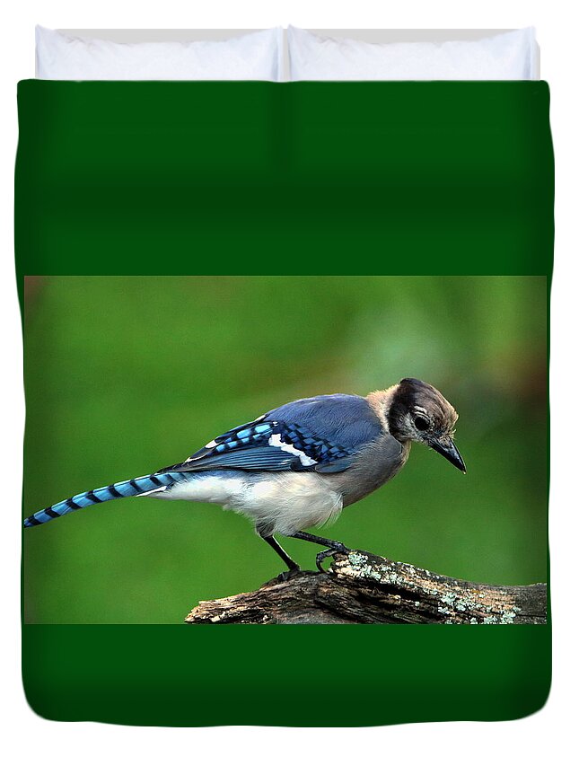 Nature Duvet Cover featuring the photograph Juvenile Blue Jay by Sheila Brown