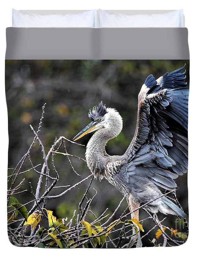 Immature Great Blue Heron Duvet Cover featuring the photograph Juvenile Great Blue Heron by Julie Adair
