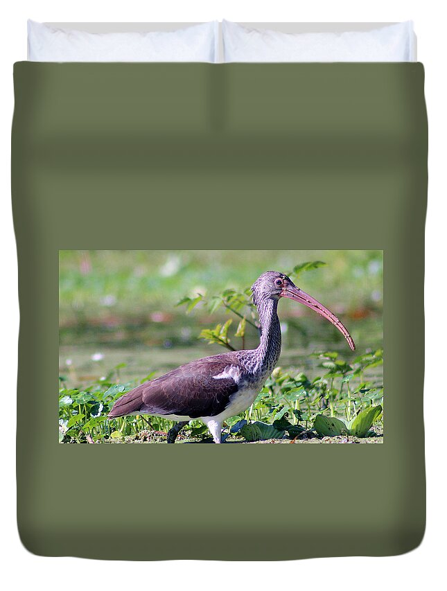 Bird Duvet Cover featuring the photograph Juvenile Ibis by DB Hayes