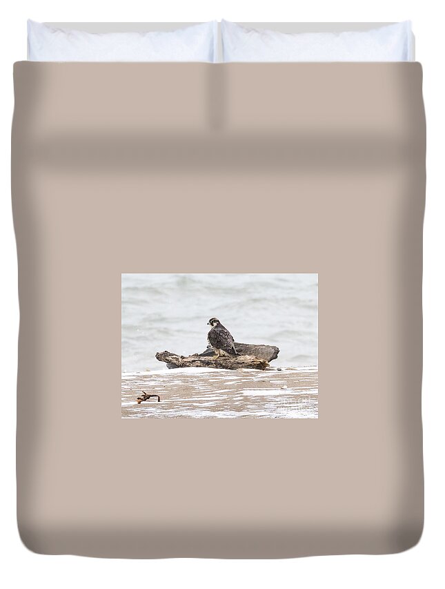 Canon Duvet Cover featuring the photograph Juvenile Peregrine Falcon by Ricky L Jones
