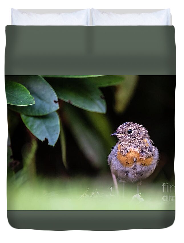 Robin Duvet Cover featuring the photograph Juvenile Robin by Torbjorn Swenelius