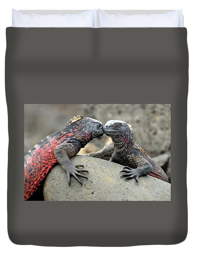 Iguana Duvet Cover featuring the photograph Kissing Iguanas by Ted Keller