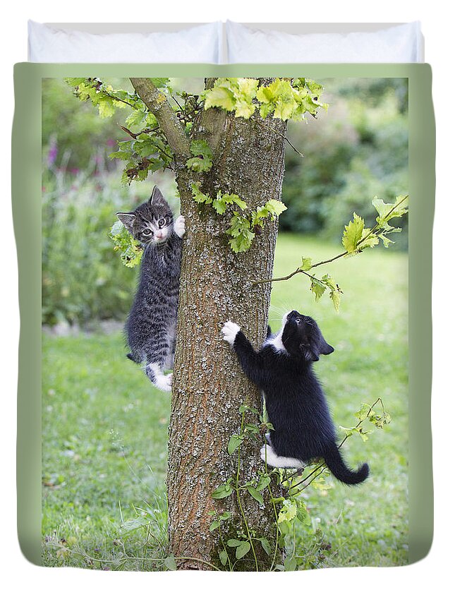 Cat Duvet Cover featuring the photograph Kittens Climbing Tree by Duncan Usher