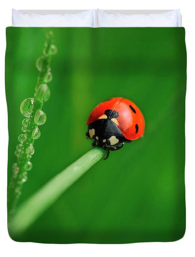 Ladybird Duvet Cover For Sale By Toutouke A Y