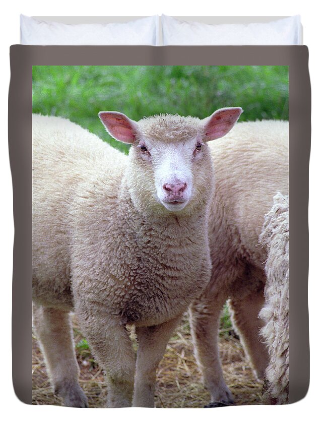 Lamb Duvet Cover featuring the photograph Lamb by Frank DiMarco