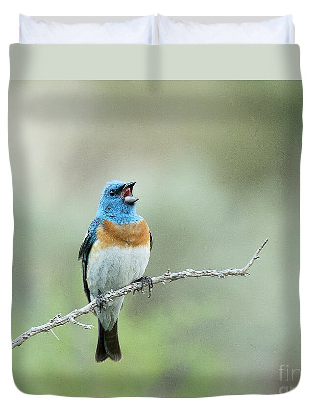 Bird Duvet Cover featuring the photograph Lazuli Bunting singing in the early morning by Dennis Hammer