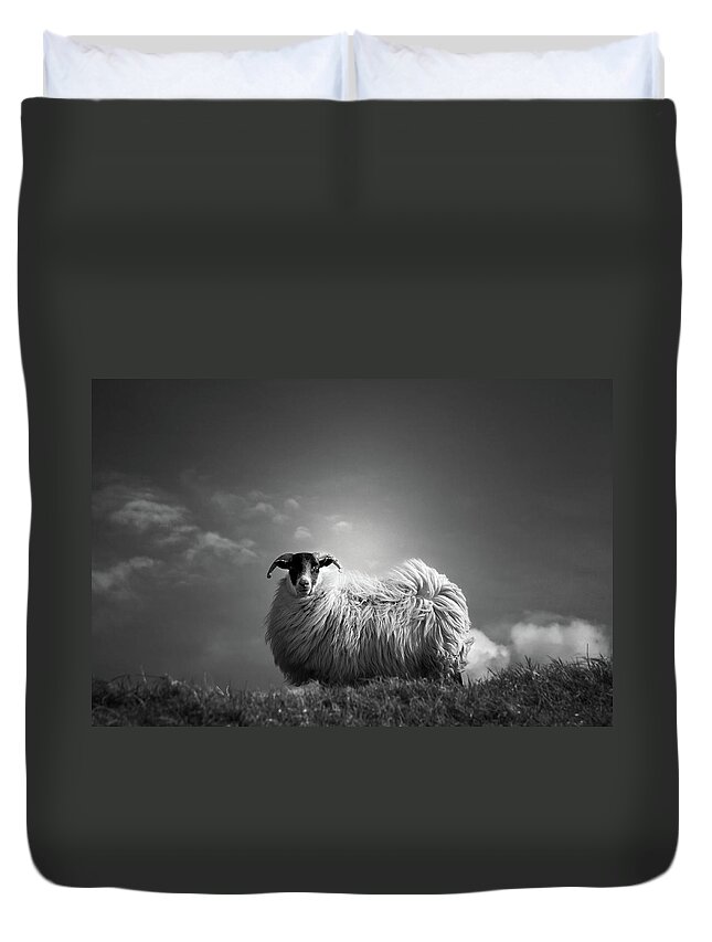 Sheep Duvet Cover featuring the photograph Le Fluff by Dorit Fuhg