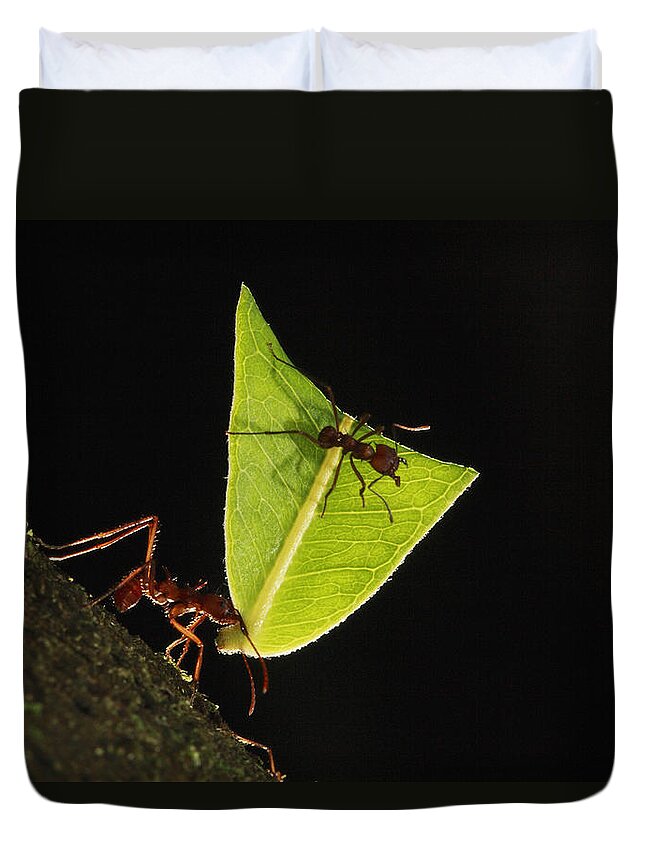 Mp Duvet Cover featuring the photograph Leafcutter Ant Atta Sp Carrying Leaf by Cyril Ruoso