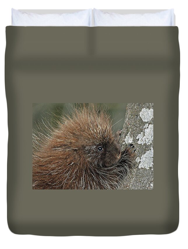 Animals Duvet Cover featuring the photograph Learning to climb by Glenn Gordon