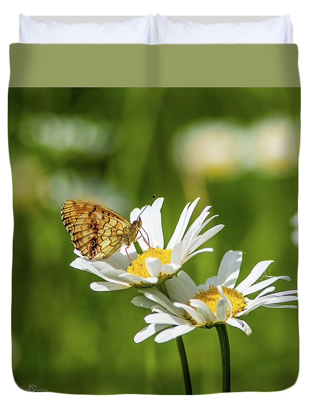 Lesser Marbled Fritillary Duvet Cover featuring the photograph Lesser Marbled Fritillary on an Ox-eye Daisy by Torbjorn Swenelius