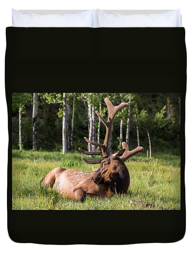Elk Duvet Cover featuring the photograph Let Sleeping Elk Lie by Mindy Musick King
