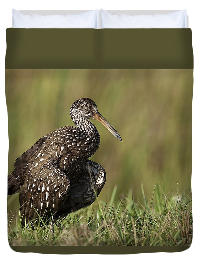 Limpkin Duvet Cover featuring the photograph Limpkin stretching in the grass by David Watkins
