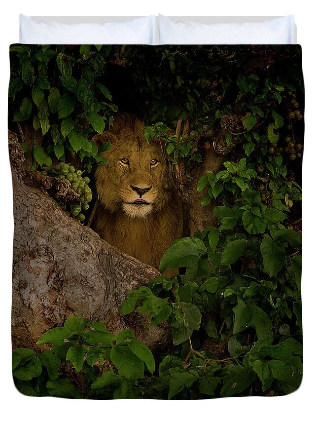 Lion In A Fig Tree In Ngorongoro Crater Duvet Cover featuring the photograph Lion In A Tree-Signed-#9841 by J L Woody Wooden