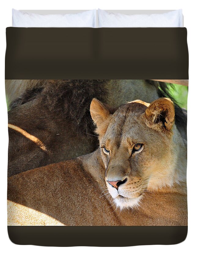 Lion Duvet Cover featuring the photograph Lioness 3 by Glenn Gordon