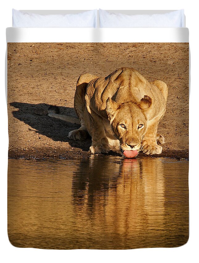 Africa Duvet Cover featuring the photograph Lioness Drinking by Joe Bonita