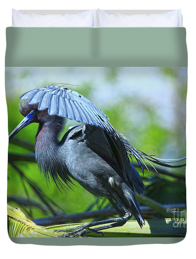 Heron Duvet Cover featuring the photograph Little Blue Heron Alligator Farm by Deborah Benoit