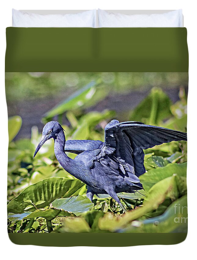 Nature Duvet Cover featuring the photograph Little Blue Heron Hunting - Egretta Caerulea by DB Hayes