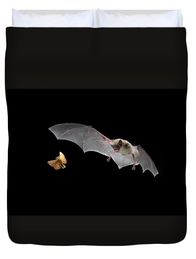 Mp Duvet Cover featuring the photograph Little Brown Bat Hunting Moth by Michael Durham