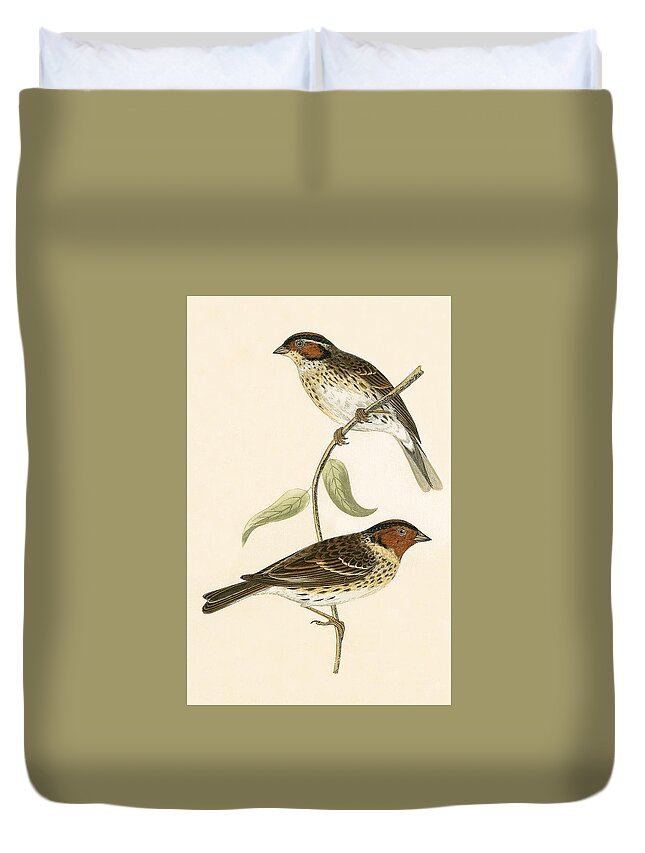 Bird Duvet Cover featuring the painting Little Bunting by English School