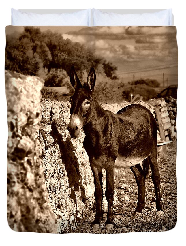 Donkey Duvet Cover featuring the photograph Little Mediterranean Donkey Dreams With White Eyes And Belly in sephia By Pedro Cardona by Pedro Cardona Llambias