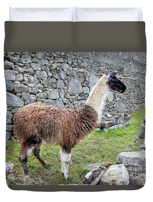 Machupiccchu Duvet Cover featuring the photograph Llama At Machu Picchu by Timothy Hacker