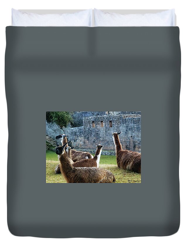 Llama Duvet Cover featuring the photograph Llamas at Machu Picchu by Celtic Artist Angela Dawn MacKay