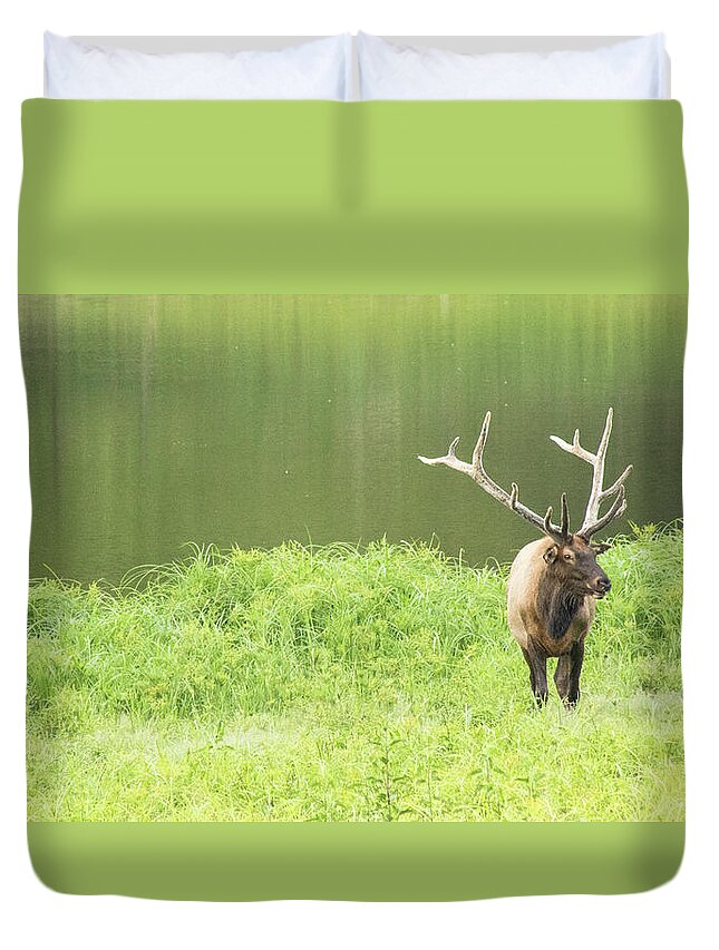 Elk Duvet Cover featuring the photograph Lone Elk by Holly Ross