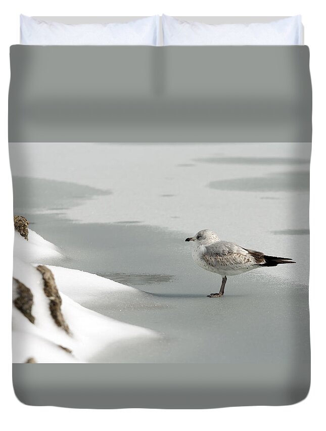 Atop Duvet Cover featuring the photograph Lone Seagull by Travis Rogers