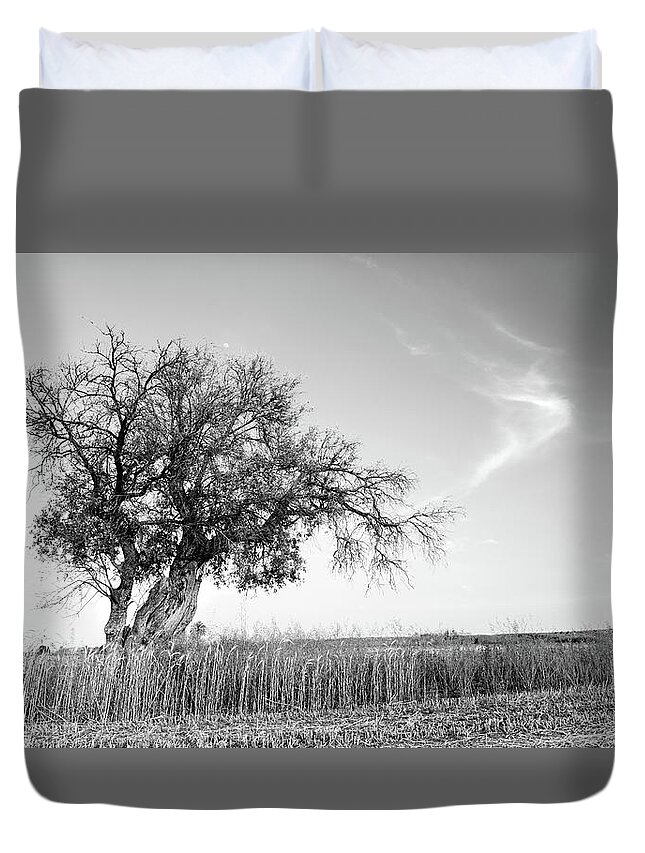 Trees Duvet Cover featuring the photograph Lonely olive tree in the field by Michalakis Ppalis