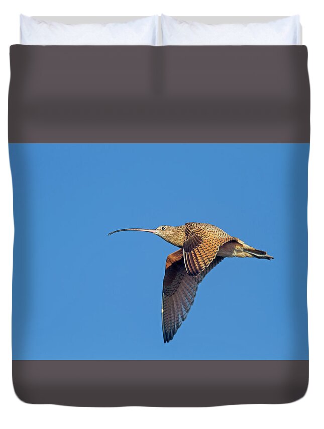 Long-billed Curley Duvet Cover featuring the photograph Long-billed Curlew in Flight by Mark Miller