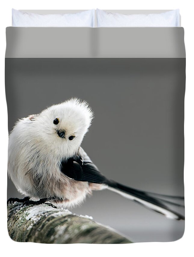 Charming Long-tailed Look Duvet Cover featuring the photograph Charming Long-tailed look by Torbjorn Swenelius