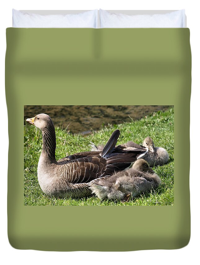 Birds Duvet Cover featuring the photograph Looking After My babies by Richard Denyer