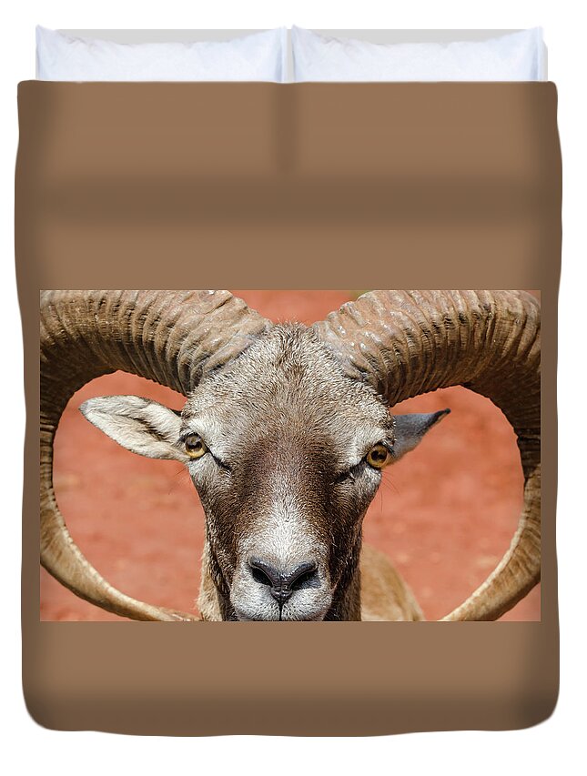 Goat Duvet Cover featuring the photograph Looking at You by Tammy Ray